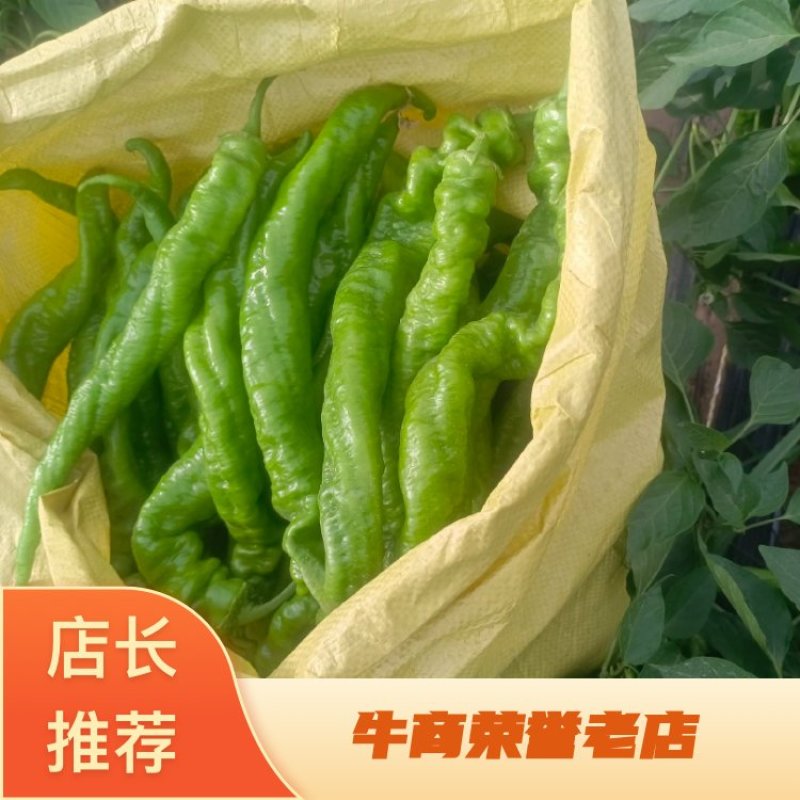 陕西精品螺丝椒，保质保量，量大从优，欢迎咨询