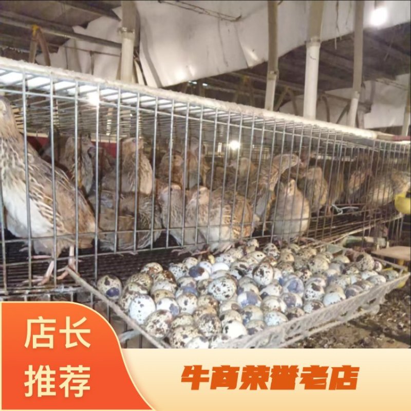 【热卖推荐】广东清水鹌鹑蛋厂家直发量大价优可线上下单