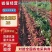 【现挖现发】河北廊坊烟薯25种植基地直供欢迎来电咨询