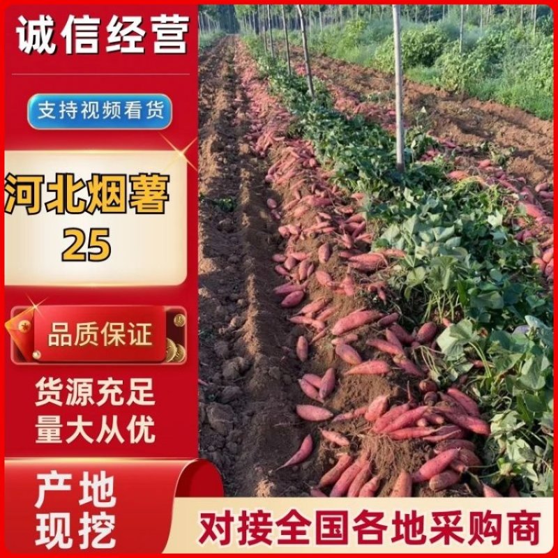 【现挖现发】河北廊坊烟薯25种植基地直供欢迎来电咨询