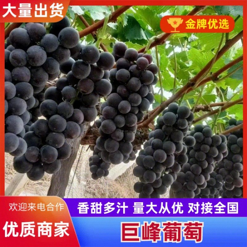 超甜露天巨峰葡萄