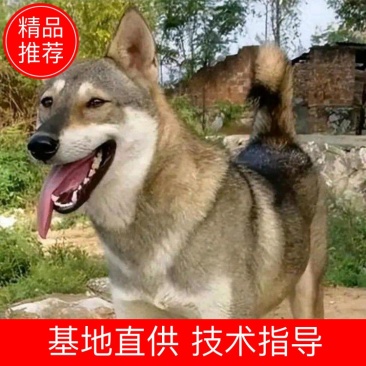 【推荐】规格齐全可混批品质保证欢迎来电