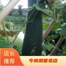 四川广安黑皮冬瓜，一手货源，量大价优，欢迎咨询