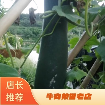 四川广安黑皮冬瓜，一手货源，量大价优，欢迎咨询