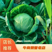 河北中甘甘蓝货源充足大量供应一手货源全国可发货