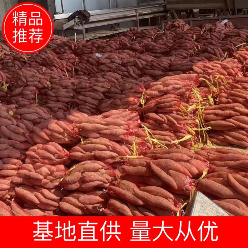 【精品西瓜红】西瓜红红薯开封祥符区基地代发全国市场电联