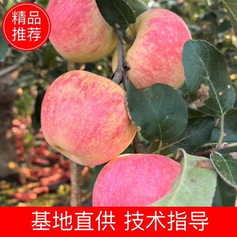 新泰全品种苹果个大皮毛亮大量有货