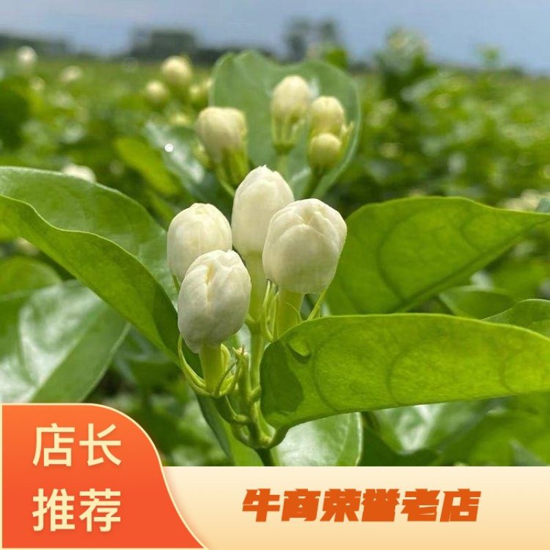 【实力商家】广西横州茉莉花盆栽花苞繁多大量供应视频看