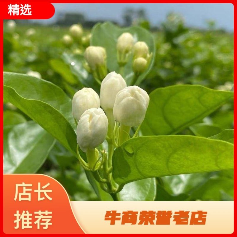 【实力商家】广西横州茉莉花盆栽花苞繁多大量供应视频看