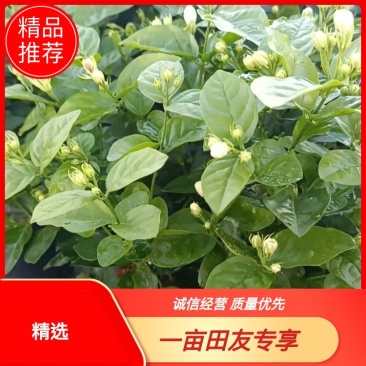 广西横县茉莉花，茉莉花基地