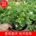 【精选】广西横州茉莉花产地直发根系发达成活率高保质保