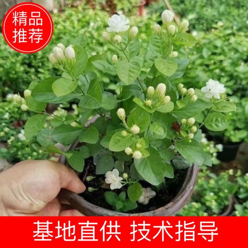 【精选】广西横州茉莉花产地直发根系发达成活率高保质保