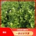 广西横州茉莉花盆栽，每盆13-15枝，花苞繁多保质保量