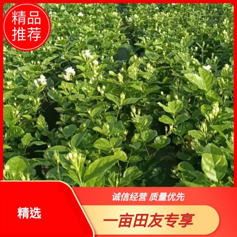 广西横州茉莉花盆栽，每盆13-15枝，花苞繁多保质保量