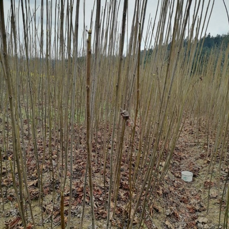二年优质油桐苗，种植简单，成活率高，收入好，好大量种植，