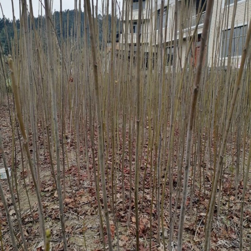 二年优质油桐苗，种植简单，成活率高，收入好，好大量种植，