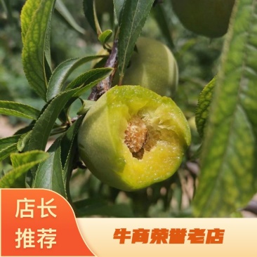 清脆李