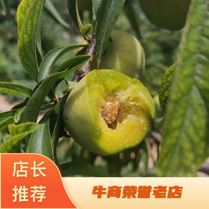 清脆李