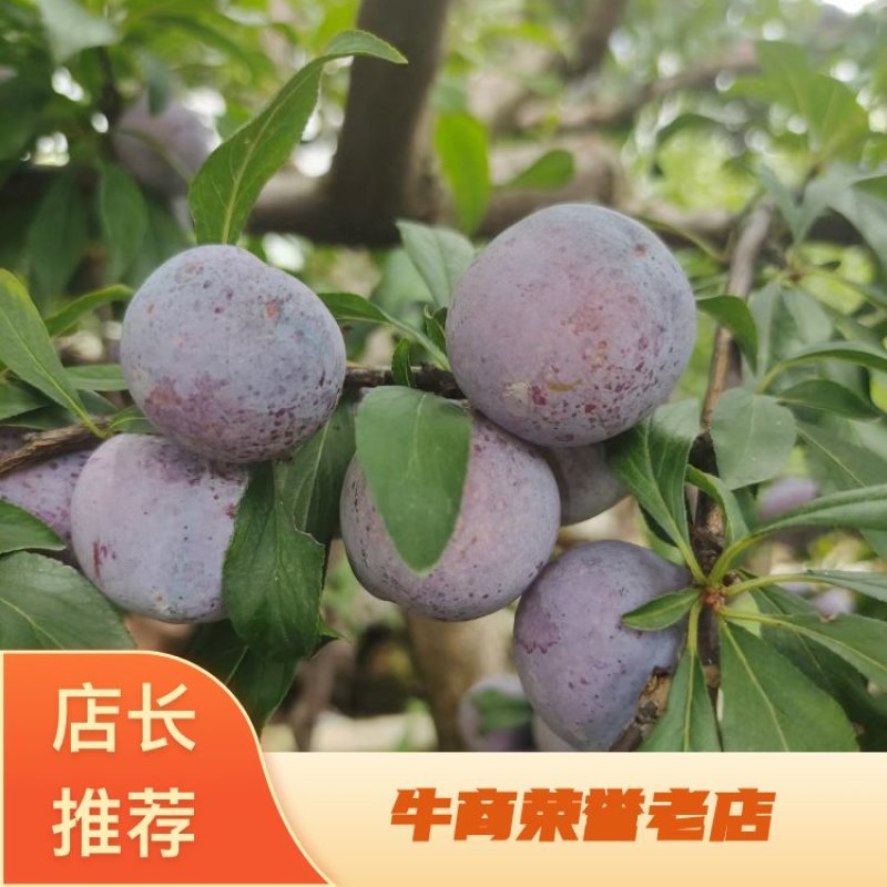 红脆李