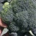 西兰花西蓝花保质保量基地直销量大价优欢迎采购咨询