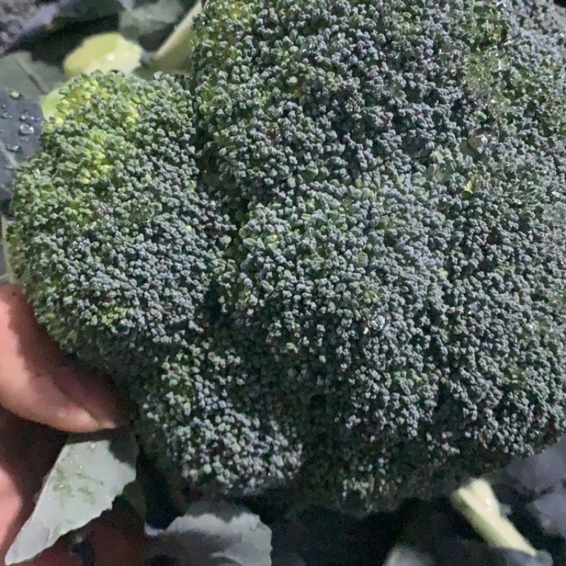 西兰花西蓝花保质保量基地直销量大价优欢迎采购咨询