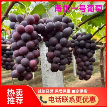 甬优葡萄甬优一号葡萄一手货源产地直发视频看货专业代收