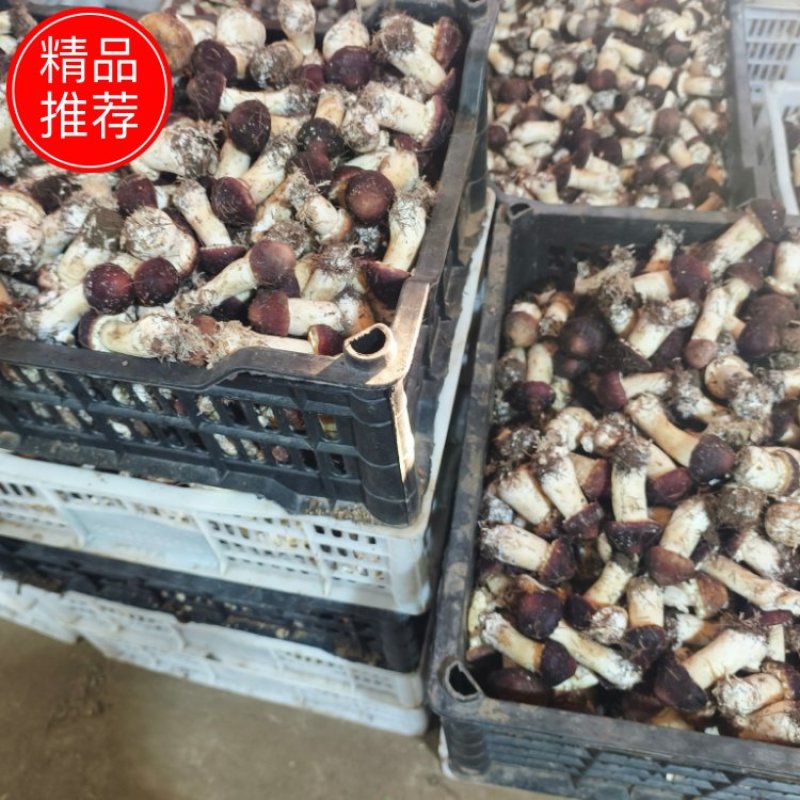 赤松茸精品赤松茸，品质保证，价格优惠，产地直发，欢迎选购