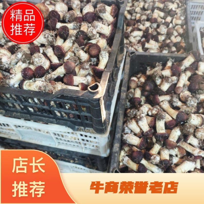 赤松茸精品赤松茸，品质保证，价格优惠，产地直发，欢迎选购
