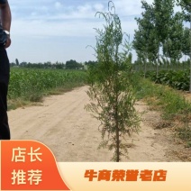 河北精品柏树侧柏工程用苗30-80厘米营业杯量大价优