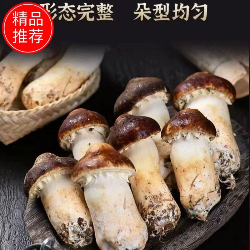 河北赤松茸，实力精选.，品质保证，价格优惠，产地直发