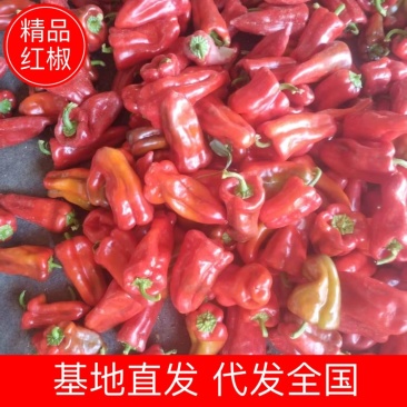 【山东红椒】红尖椒基地直发量大从优可视频实地看货
