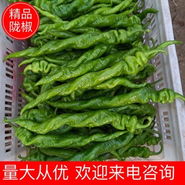 陇椒山东陇椒货源充足品质保证供应全国市场电商
