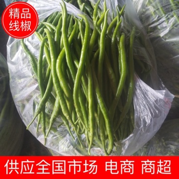 线椒山东线椒基地直发供应全国电商商超欢迎咨询