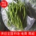 线椒山东线椒基地直发供应全国电商商超欢迎咨询