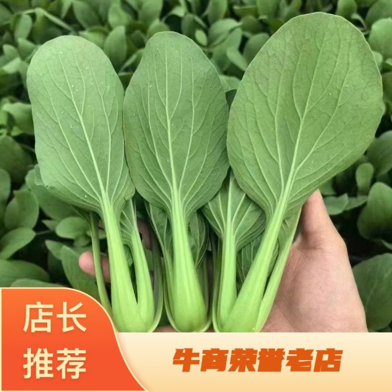 【全年供应】精品小油菜现采现发可对接各大商超