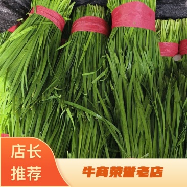 【全年供应】精大叶韭菜现采现发可对接各大商超