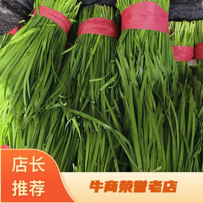 【全年供应】精大叶韭菜现采现发可对接各大商超