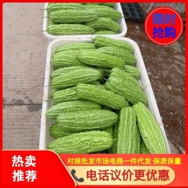 四川新苗大棚青苦瓜，油苦瓜，大量供应，欢迎实地考察