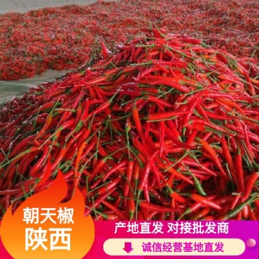烤椒，小米椒，朝天椒上市，品质保证，量大从优