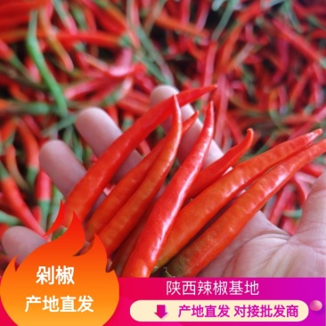 剁椒，小米椒，朝天椒，产地直供直发，