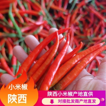 艳红小米椒，朝天椒，产地直供直发，量大