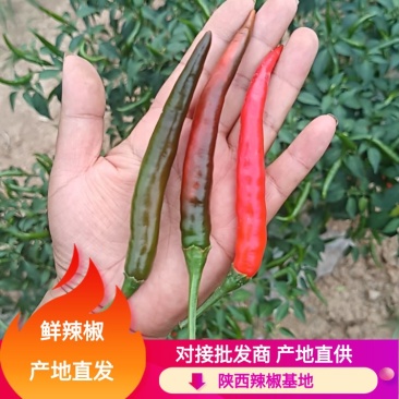 朝天椒，小米椒，产地直发，量大从优，可视频