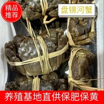 盘锦河蟹母蟹1母1.3母1.5母规格齐全保肥保黄大量商超电商