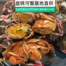 盘锦河蟹六月黄保肥批发档口
