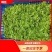 【质优】精品夜香花物美价廉价格优惠现摘现发一手货