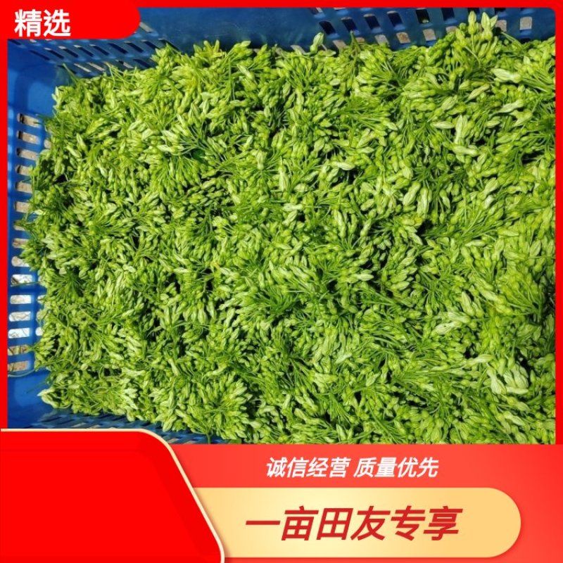 【质优】精品夜香花物美价廉价格优惠现摘现发一手货