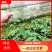 【夜香花苗】品质保证根系发达诚信经营视频看货