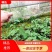 【夜香花苗】品质保证根系发达诚信经营视频看货