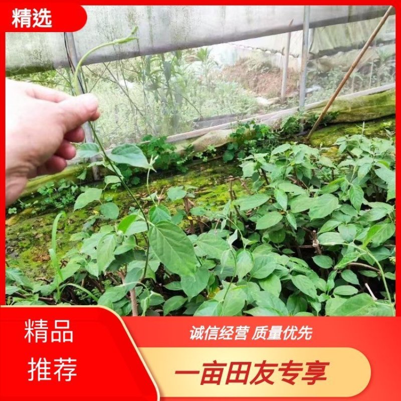 【夜香花苗】品质保证根系发达诚信经营视频看货