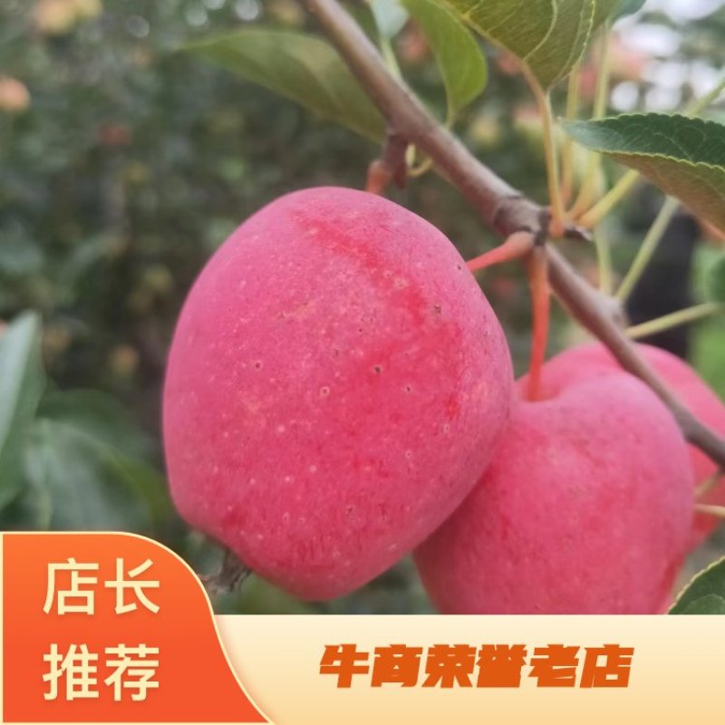 辽宁鞍山鸡心果大量现货，海棠果，可视频看货，一手货源